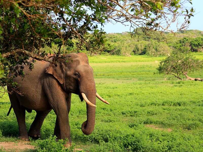 Asian elephant in Yala National Park