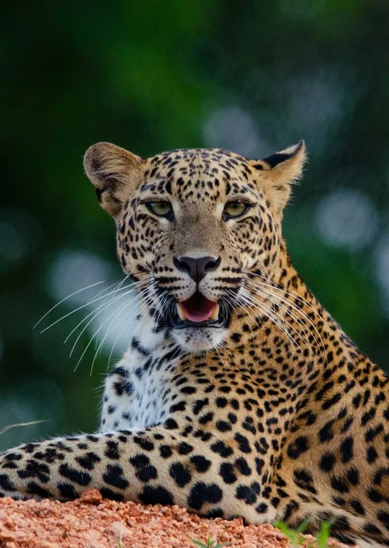 Sri Lankan leopard resting in Yala National Park