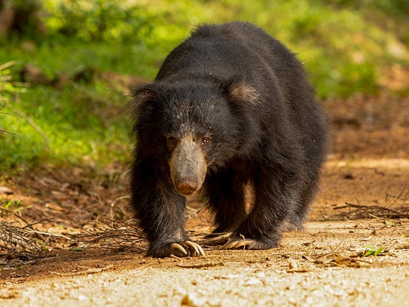 Sri Lankan sloth bear in Yala National Park